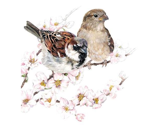 Hovedbilde Servietter Lunsj Sparrows Blossom 20pk